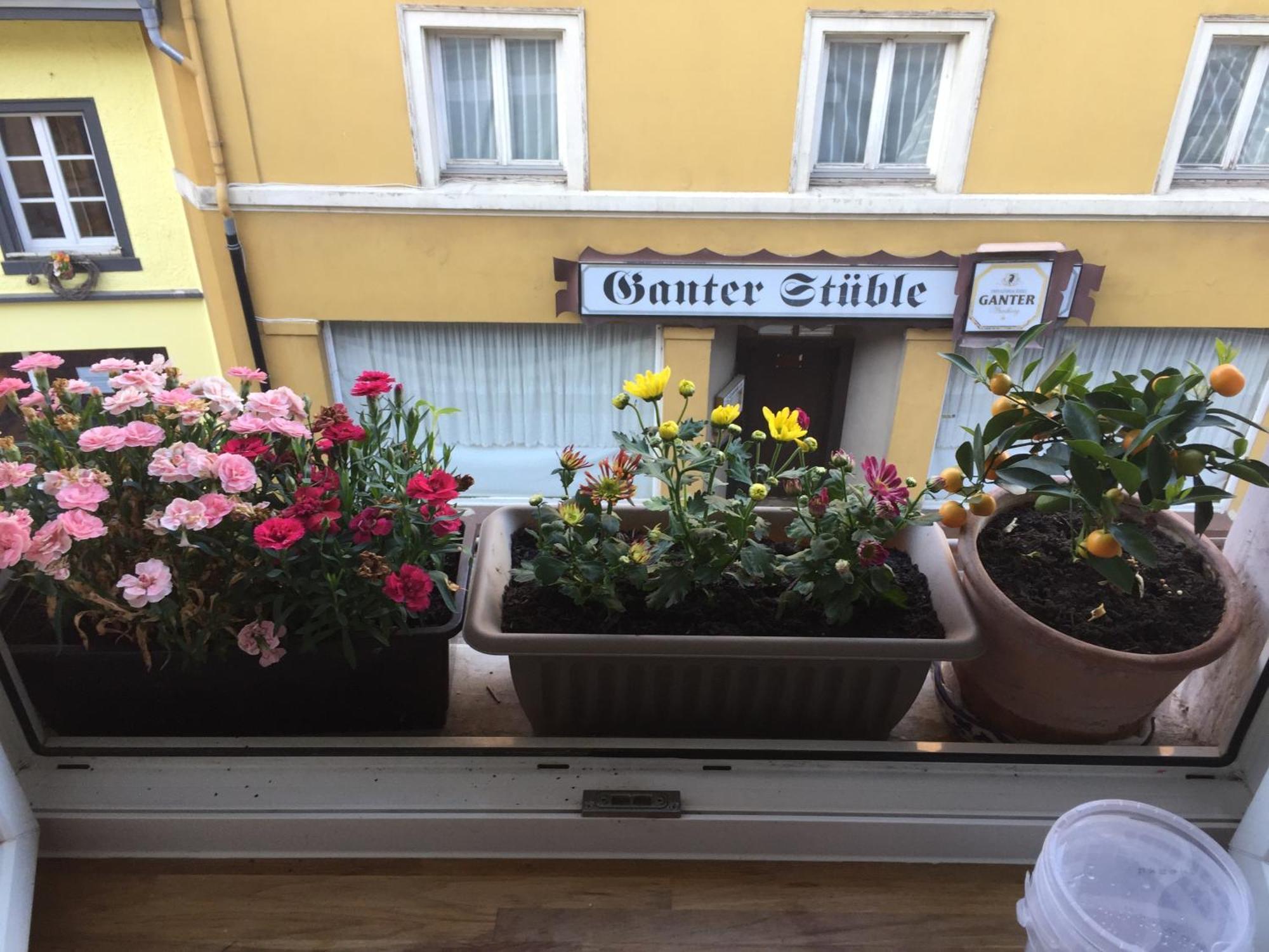 Homestay Waldshut-Tiengen Extérieur photo