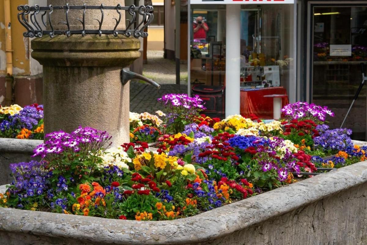Homestay Waldshut-Tiengen Extérieur photo